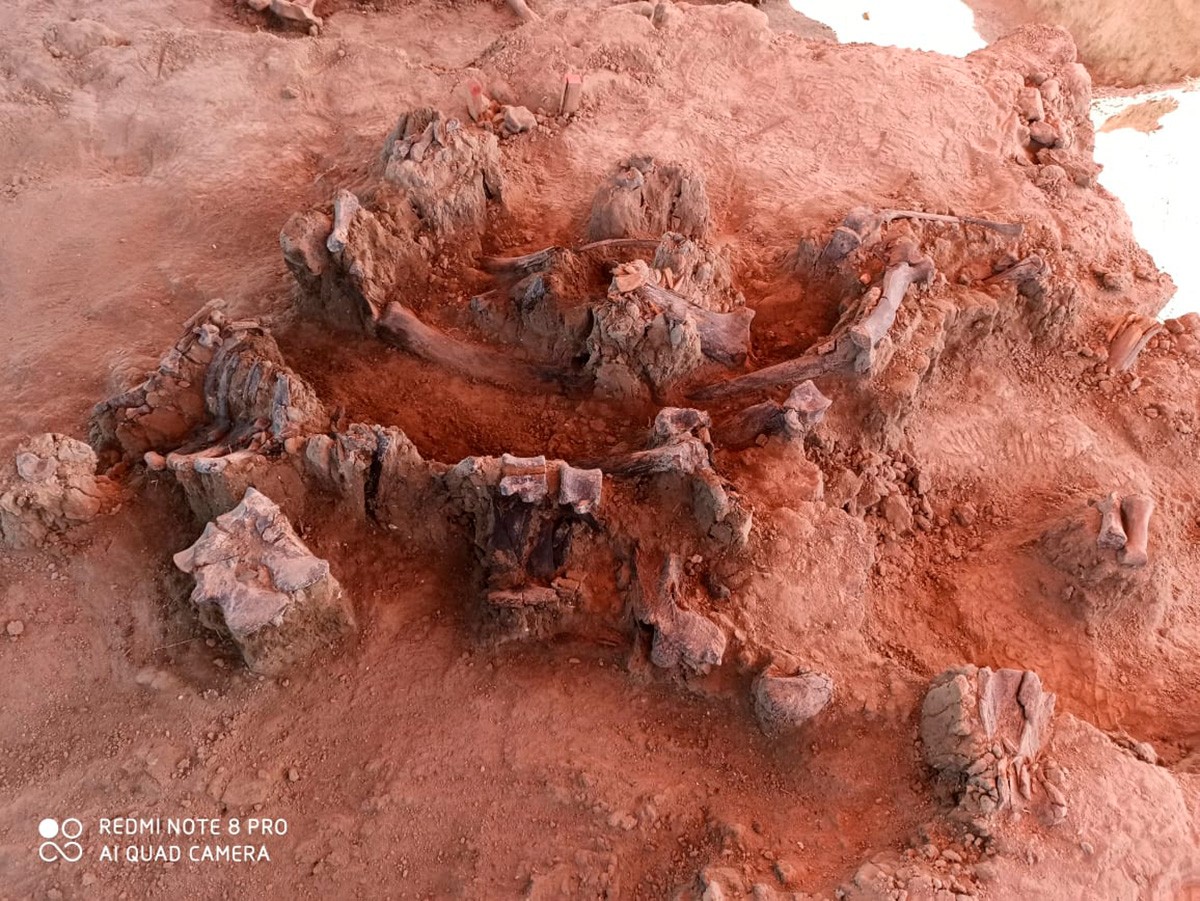Hallan 60 mamuts y enterramientos prehispánicos en terrenos del Aeropuerto Felipe Ángeles #regionmx