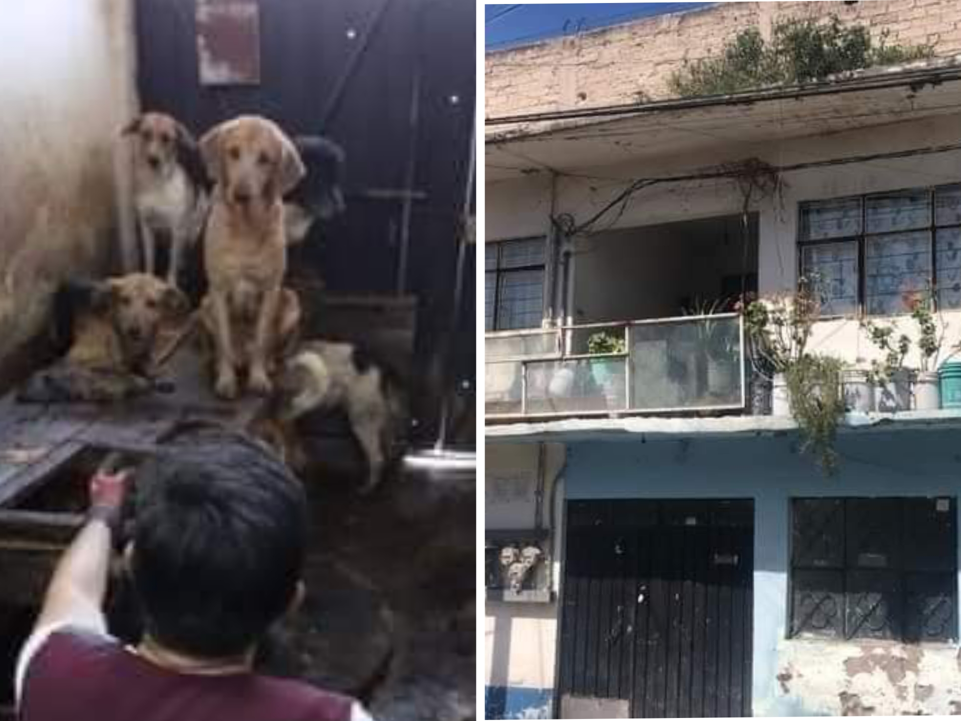 Rescatan a más de 90 perros de ser convertidos en "tacos" #regionmx