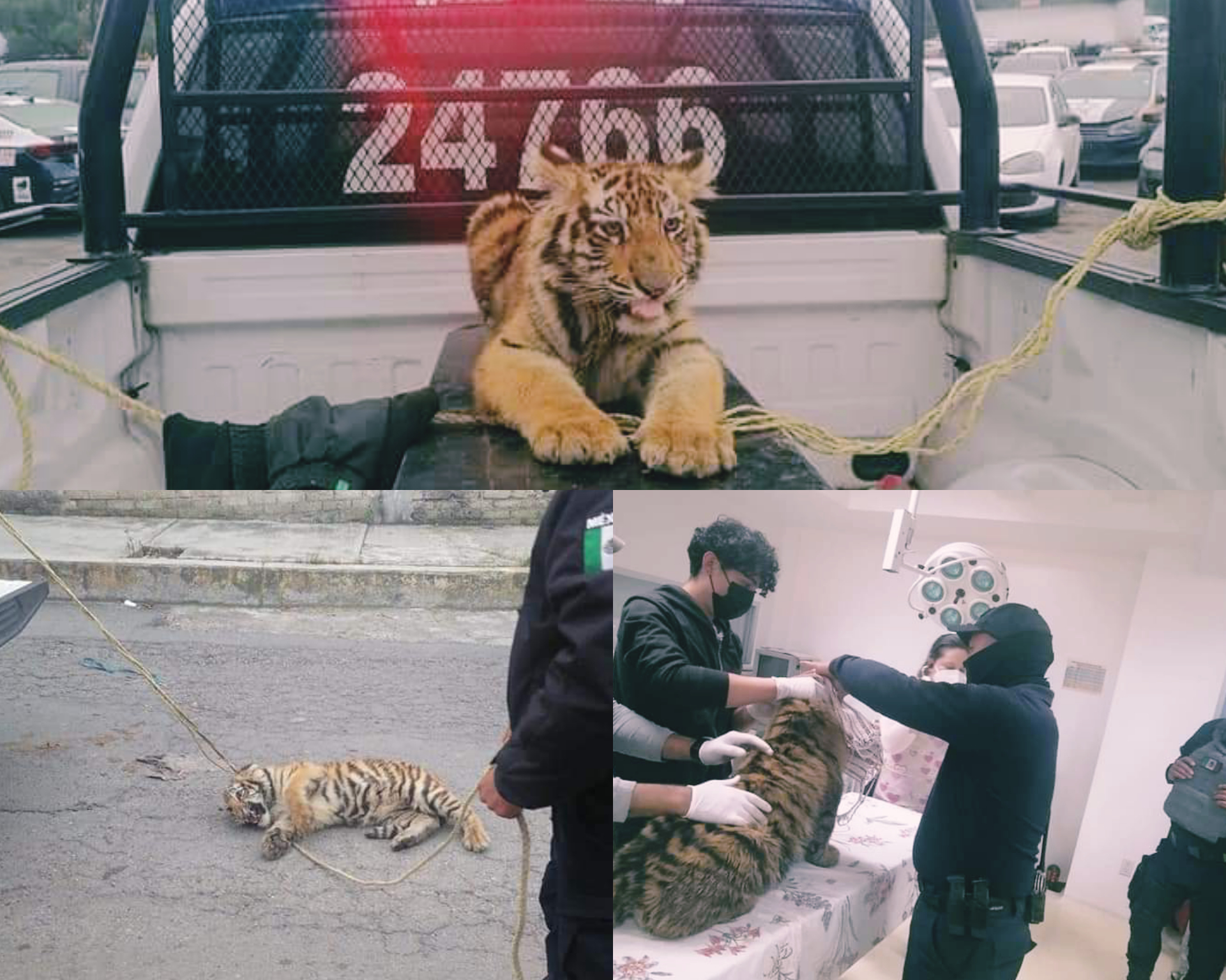 Capturan a tigre en calles de Cuautitlán Izcalli #regionmx 