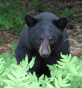 El Ursus americanus, mejor conocido como oso negro, es el carnívoro más grande de México #regionmx
