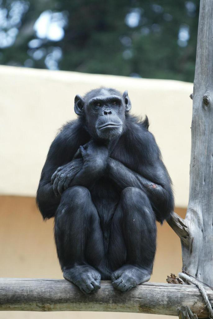 Aplican eutanasia a la chimpancé Rebeca #regionmx