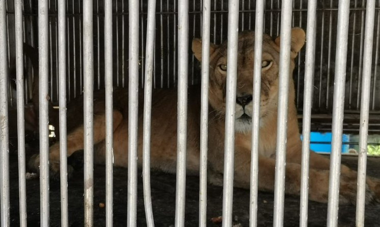 Rescatan a leonas en EdoMéx y Nuevo León #regionmx