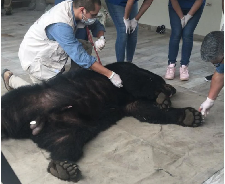 Atrapan a oso en fraccionamiento de Monterrey #regionmx