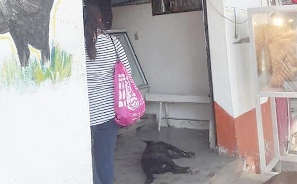 Perro es acuchillado por acercarse a carnicería #regionmx