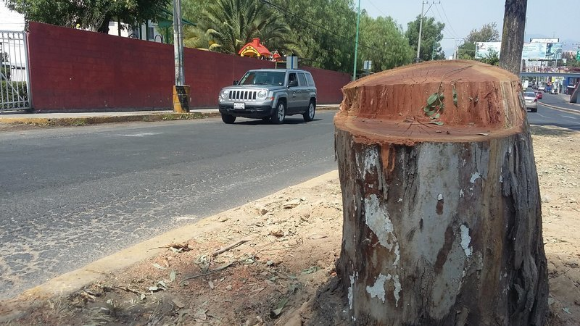 Más de 2 mil personas han firmado petición para detener la tala de árboles en Lomas de Atizapán #regionmx