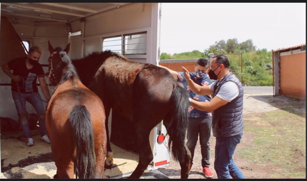 Trasladan a yeguas usadas para recolectar basura en Coacalco a santuario #regionmx