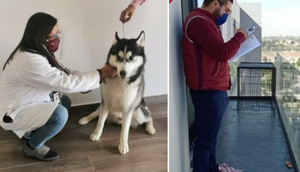 Husky enjaulado en balcón permanecerá con sus dueños #regionmx