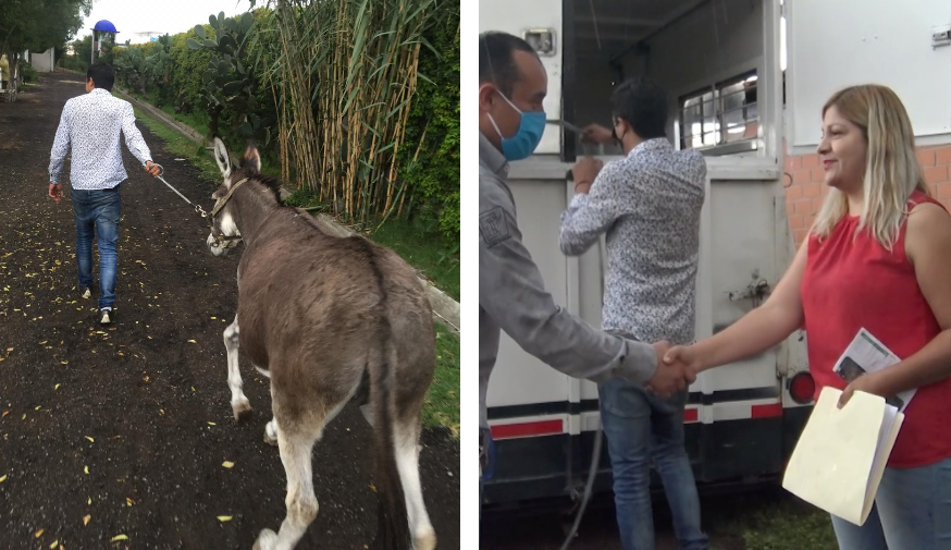 Entregan custodia de animal empleado en recolección de basura para su rehabilitación en Coacalco #regionmx