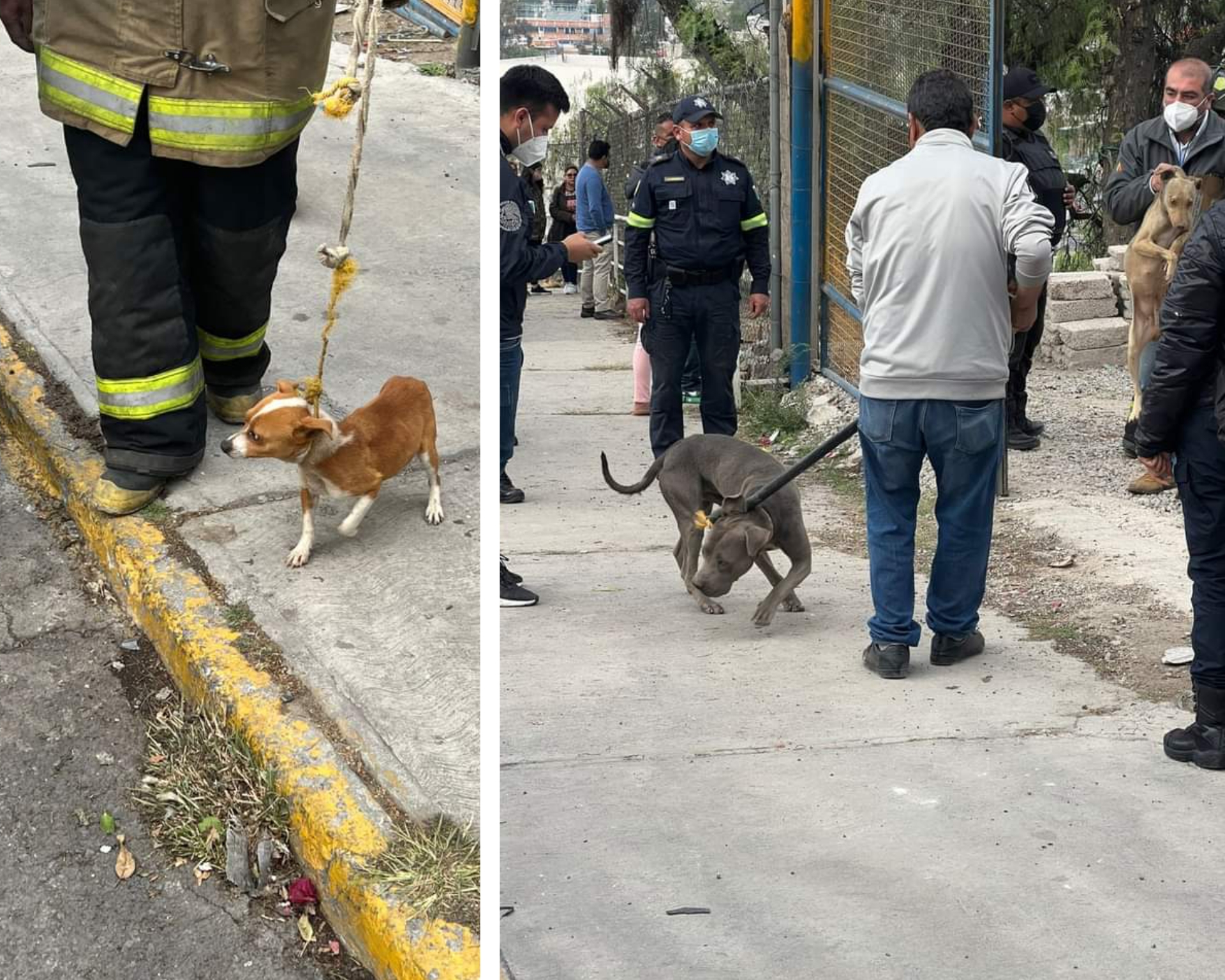 Rescatan a perros y aves en estado de desnutrición de un inmueble en Coacalco #regionmx 