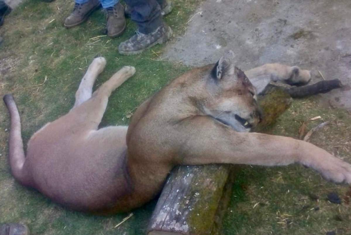 Hembra puma muere a manos de pobladores de zona de tala ilegal en el Estado de México #regionmx