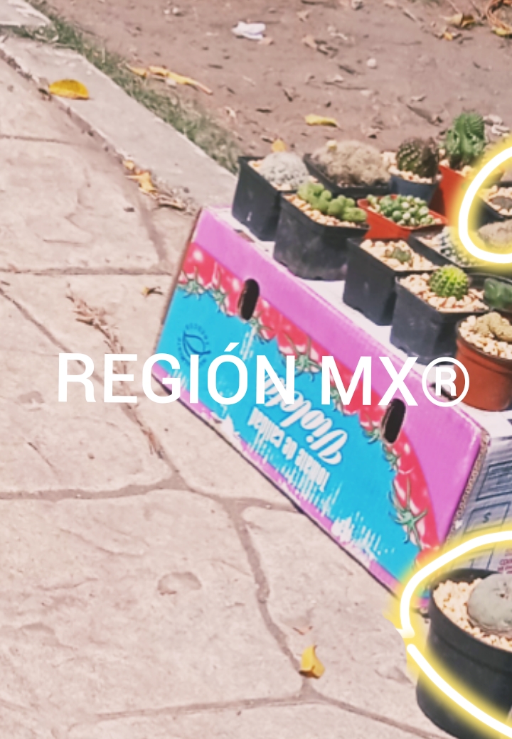 Venden peyote y biznaga en tianguis de Tlalnepantla y Atizapán #regionmx