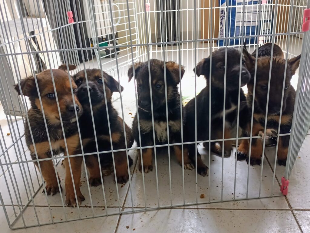 30 perros canes de Izcalli buscan una familia #regionmx 