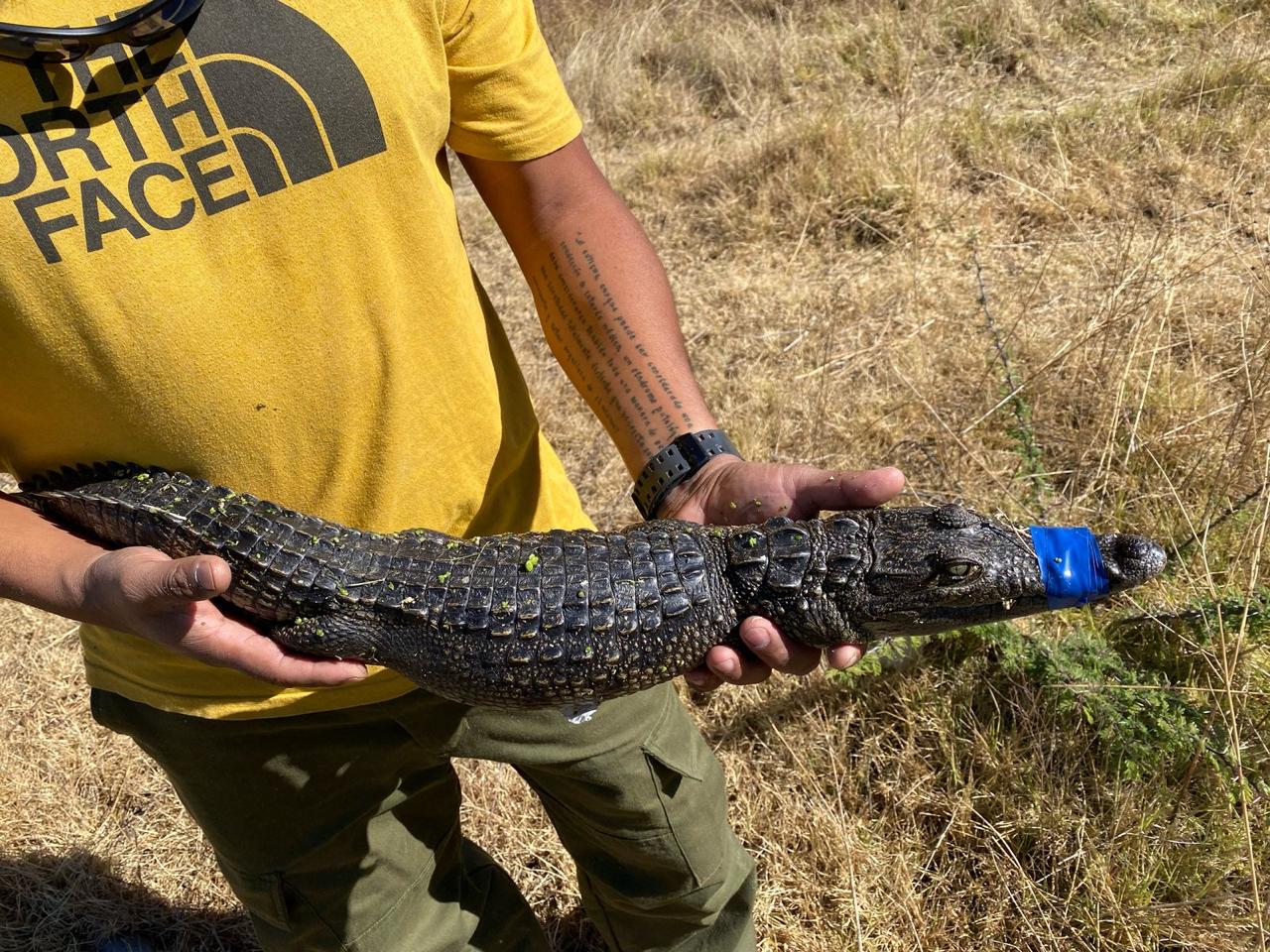 Cocodrilo de Lago de Guadalupe es capturado por la PROFEPA #regionmx
