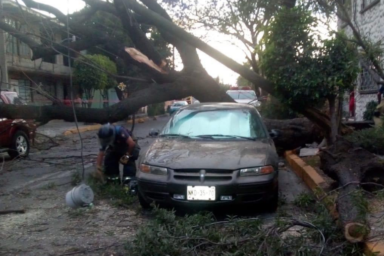 Fuertes vientos provocan caída de árboles en Tlalnepantla de Baz #regionmx