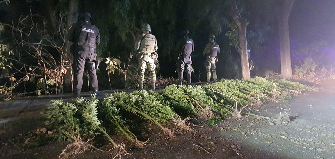 Matorrales de marihuana crecían en campos de fútbol en Tlalnepantla #regionmx