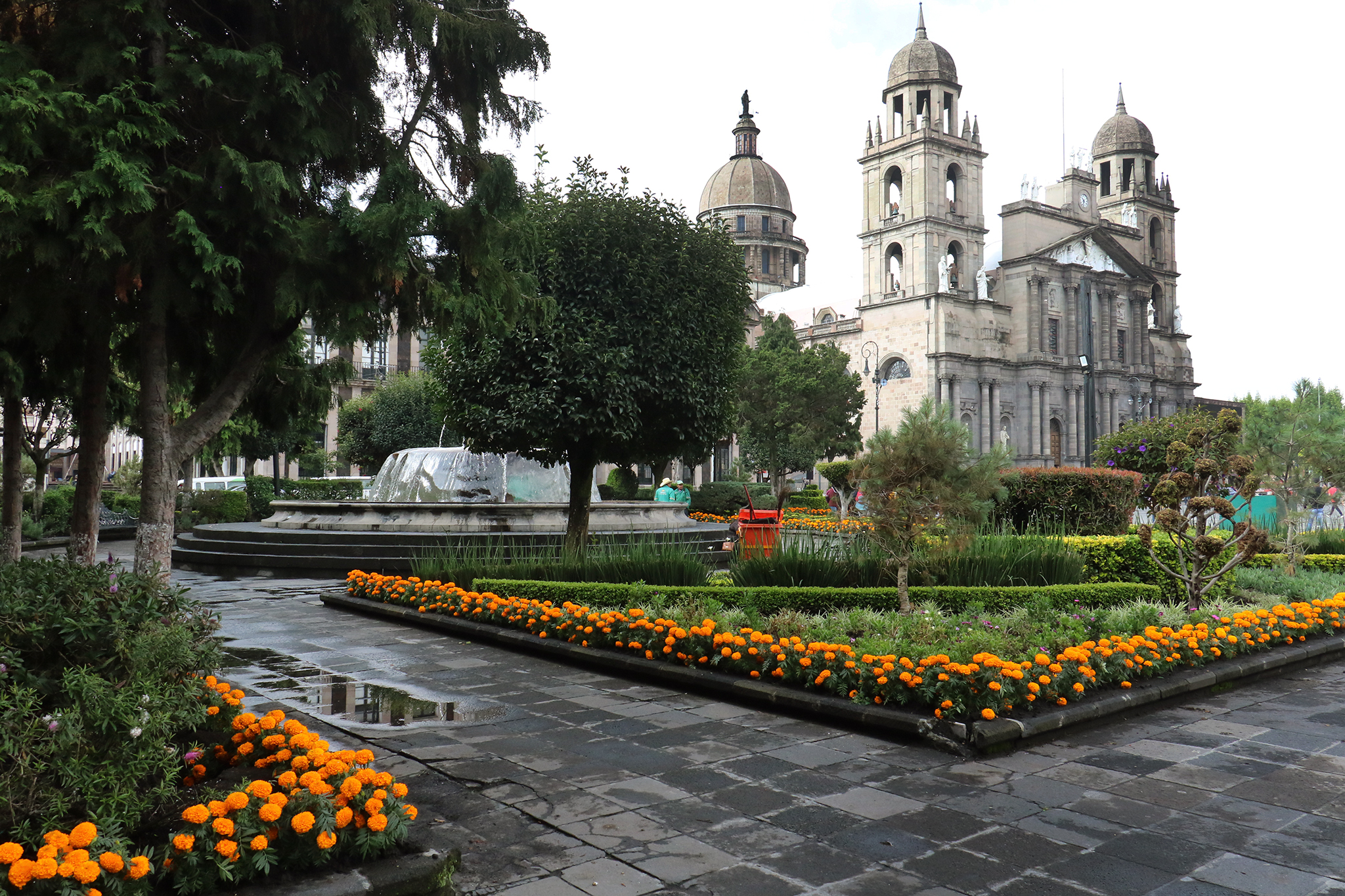 Flores de cempasúchil adornan la capital mexiquense #regionmx