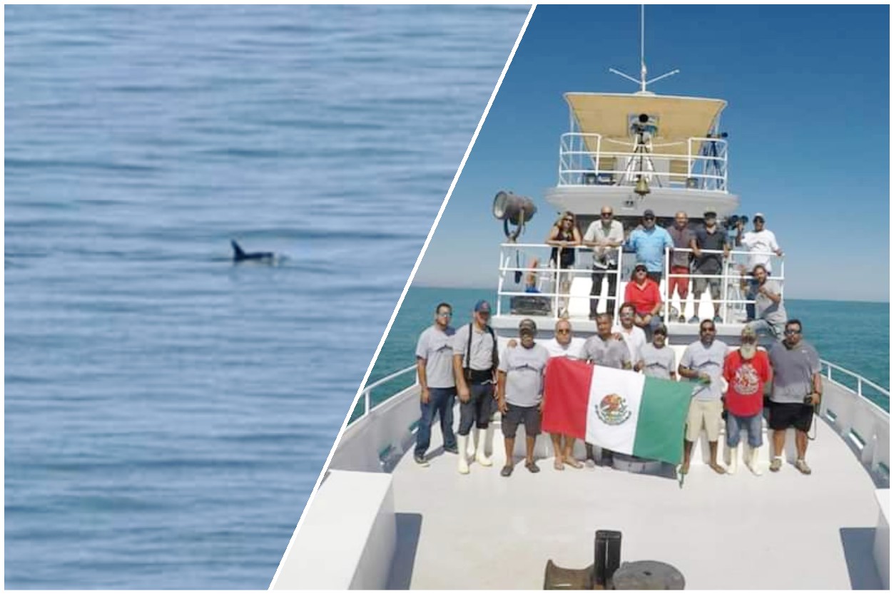 Avistan a 3 grupos de vaquitas marinas ¡Se niegan a extinguirse pese a la pesca ilegal! #regionmx