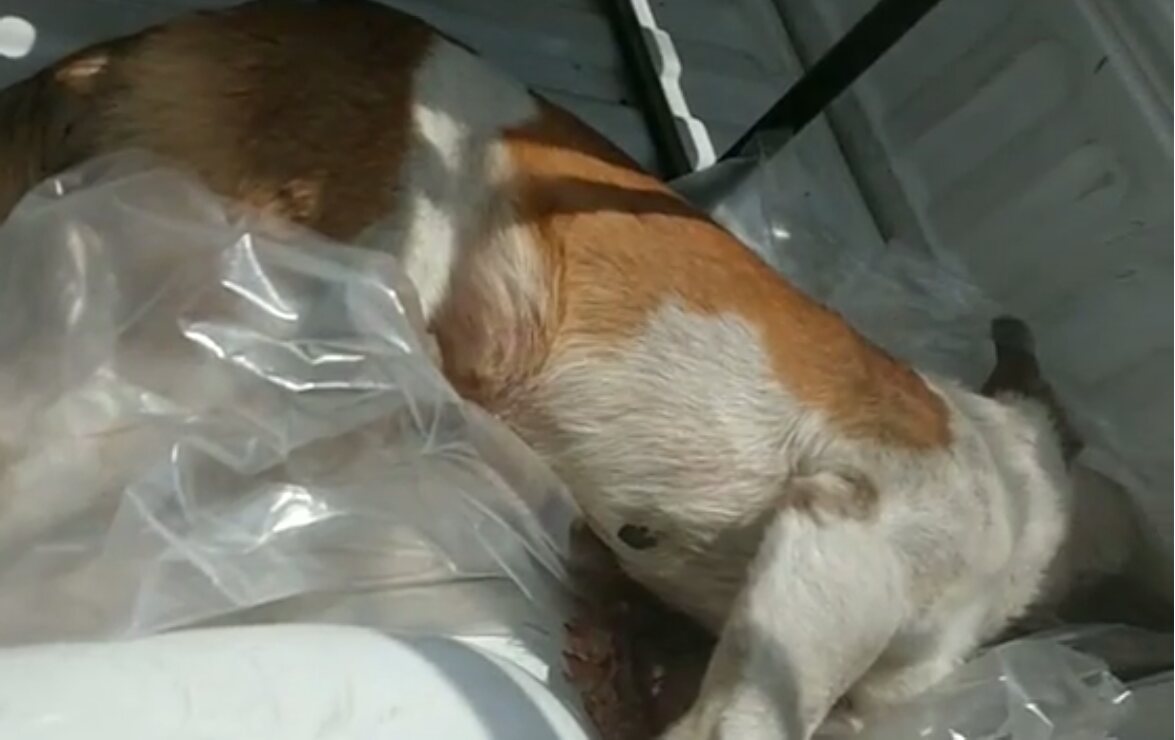 Detienen a hombre que apuñaló a perro; MP lo podría dejar en libertad #regionmx