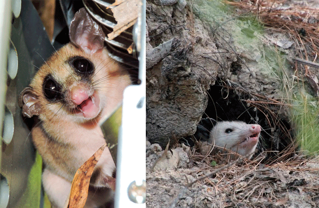 Tlacuaches mexicanos: los curiosos marsupiales nocturnos #regionmx