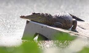 Avistan cocodrilo en la laguna de La Piedad #regionmx