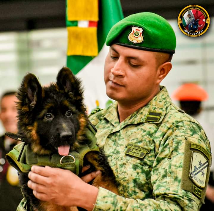 De Turquía a para México; el nuevo cachorro rescatista de la SEDENA #regionmx