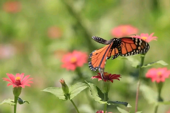 Llegan las primeras mariposas Monarca al EdoMéx #regionmx