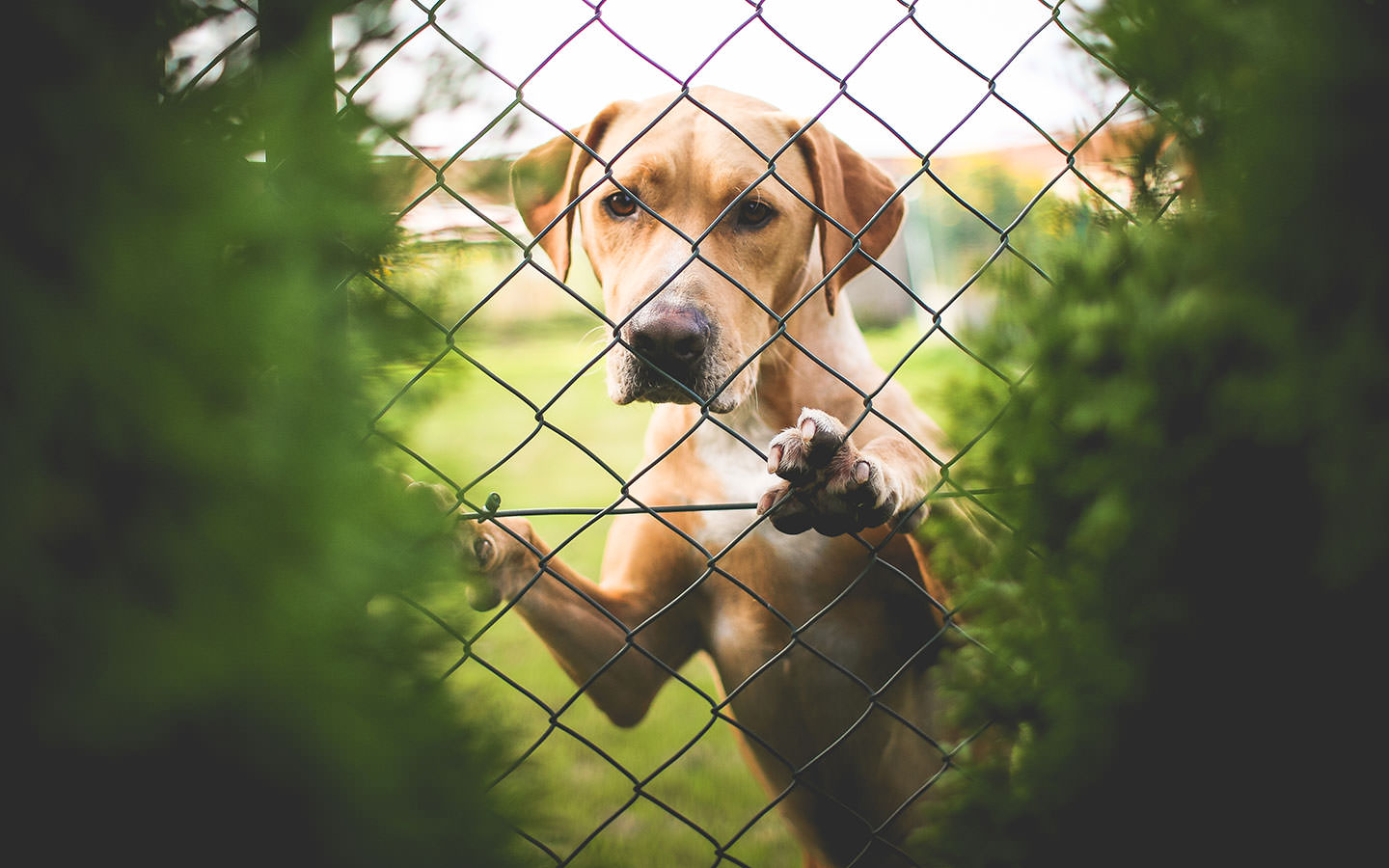 Centro de Control y Bienestar Animal de Toluca se encuentra suspendido por contingencia #regionmx